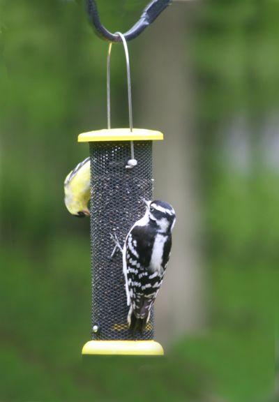 Low Cost Nyjer Thistle Bird Feeder