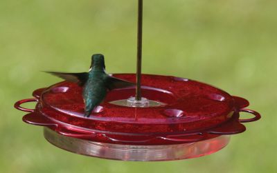 Hummerfest Hummingbird Feeder-12 oz. by Birds Choice