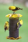 1 Quart Forever Nyjer Thistle Feeder � Yellow | Birds Choice #FF116A