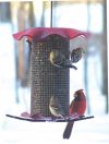 3 Quart Sunflower Forever Hanging Tube Feeder - Red Top and Bottom | Birds Choice #FF214