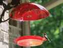 Hummerfest Hummingbird Feeder-12 oz. with Red Dome by Birds Choice